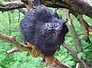 tamarin